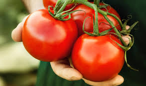 فوائد ومضار الطماطم